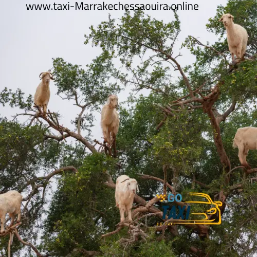 Points d'intérêt sur le parcours Marrakech Essaouira
